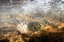 A school of alewives swimming in the water.